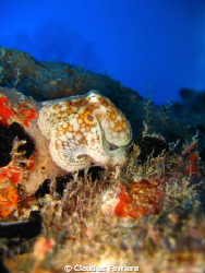 Octopus by Claudius Fevriere 